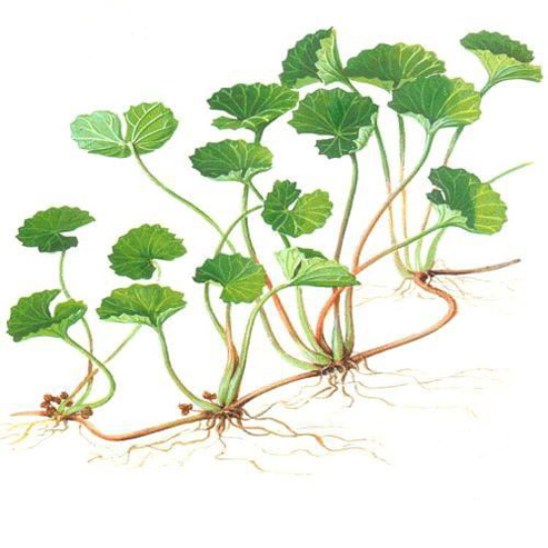 Centella asiatica Centelle asiatica contro le occhiaie